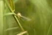 Insectes