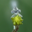 Insectes