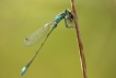 Insectes
