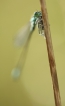 Insectes
