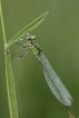 Insectes