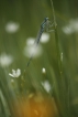 Insectes