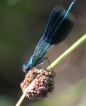 Insectes