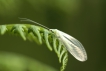 Insectes