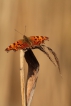 Insectes