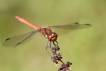 Insectes