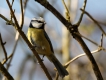 Oiseaux