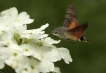 Insectes