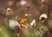 Insectes