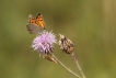 Insectes