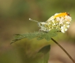 Insectes