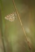 Insectes