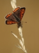 Insectes