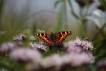 Insectes