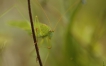 Insectes
