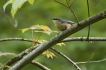 Oiseaux