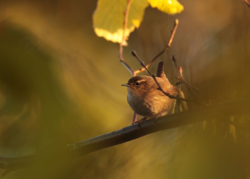 Photo Oiseaux