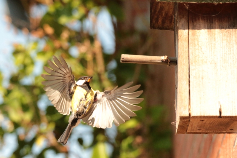 Photo Oiseaux