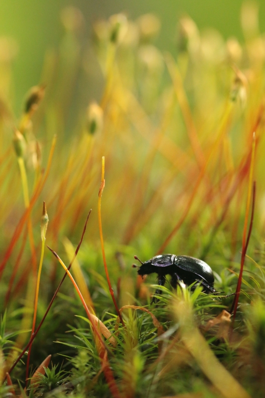 Photo Insectes