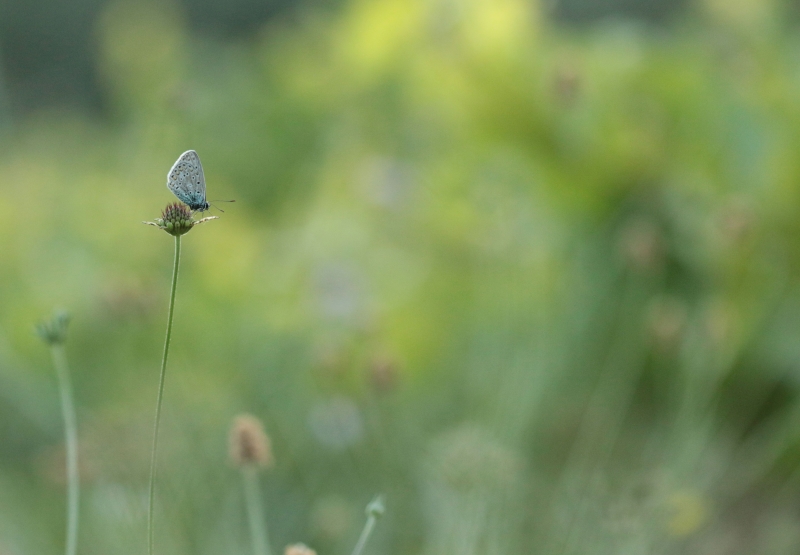 Photo Insectes
