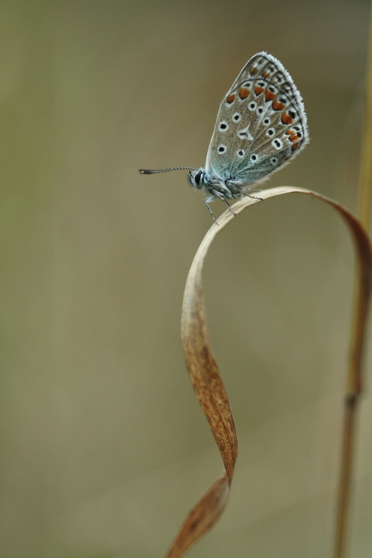 Photo Insectes