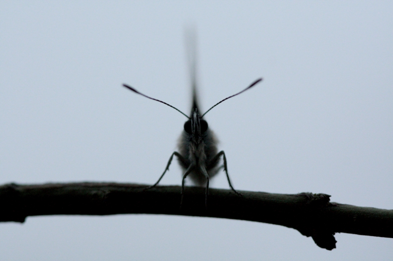 Photo Insectes