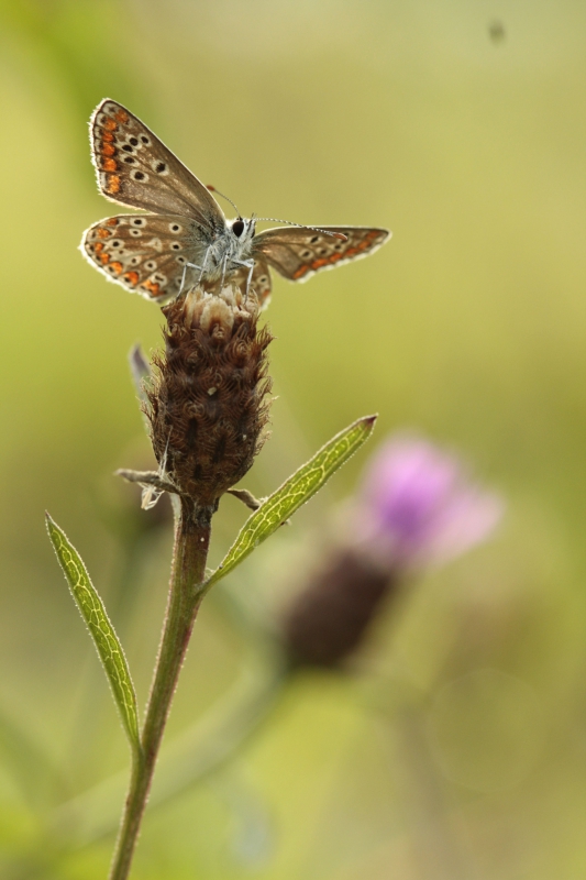 Photo Insectes