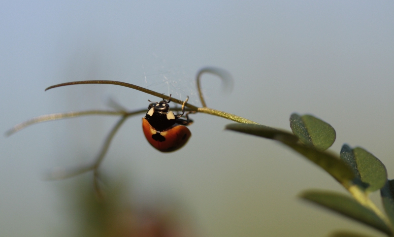 Photo Insectes