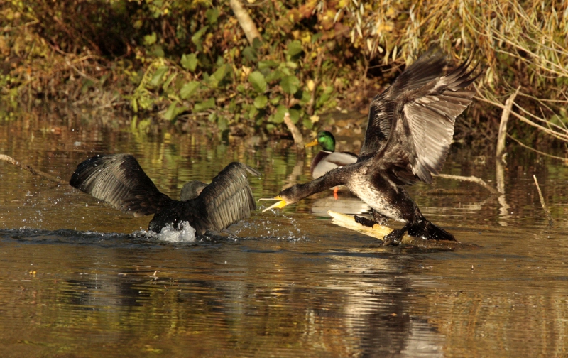 Photo Oiseaux