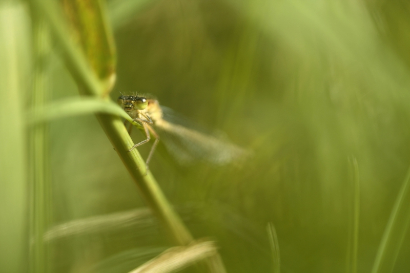 Photo Insectes