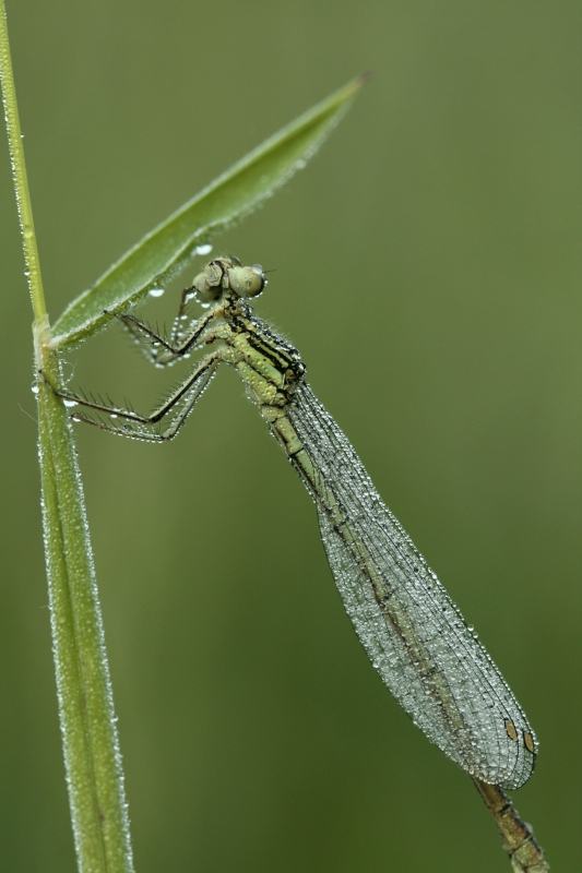 Photo Insectes