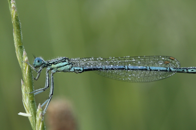 Photo Insectes