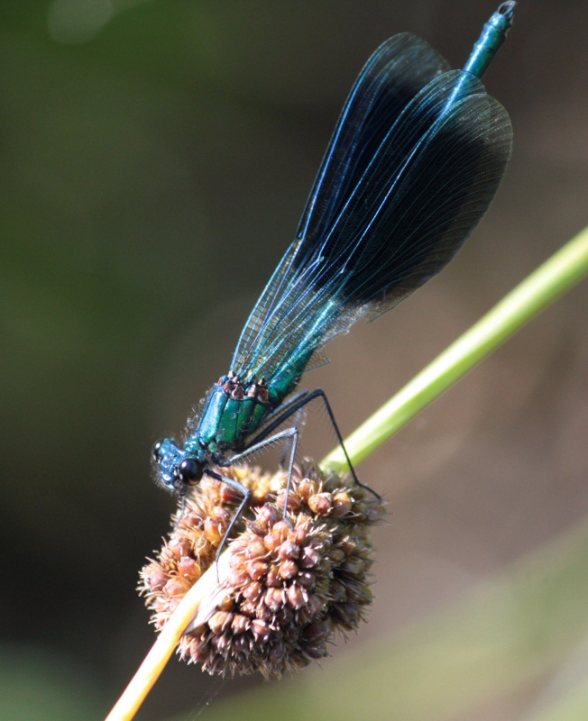 Photo Insectes