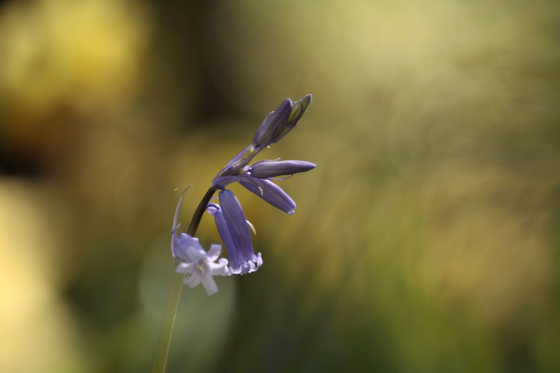 Photo Flore