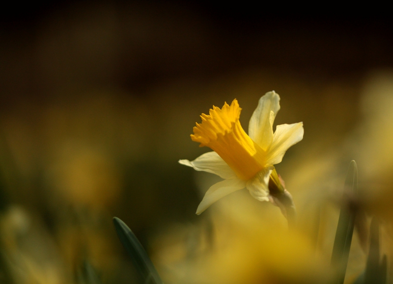 Photo Flore