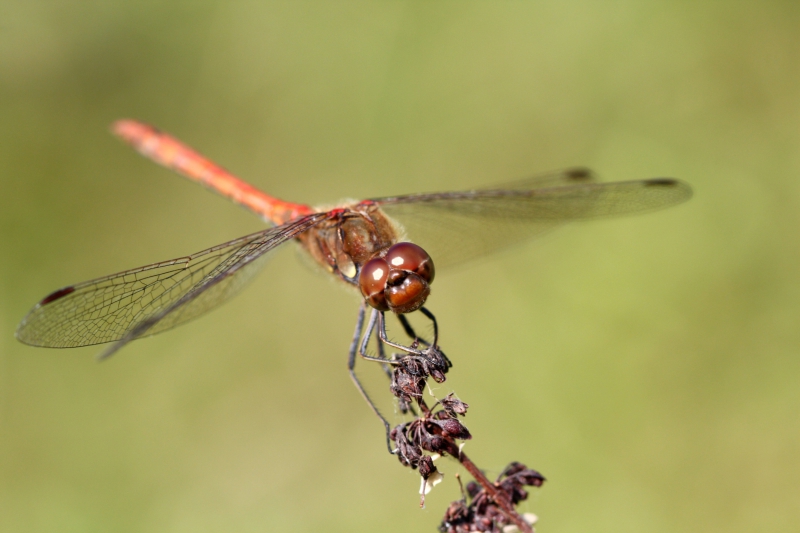 Photo Insectes