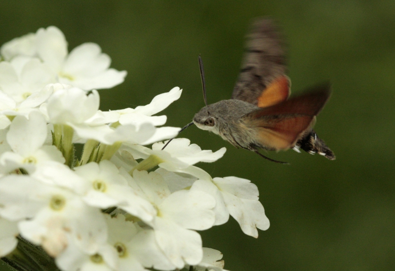 Photo Insectes