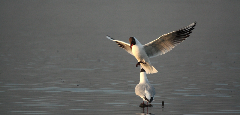 Photo Oiseaux