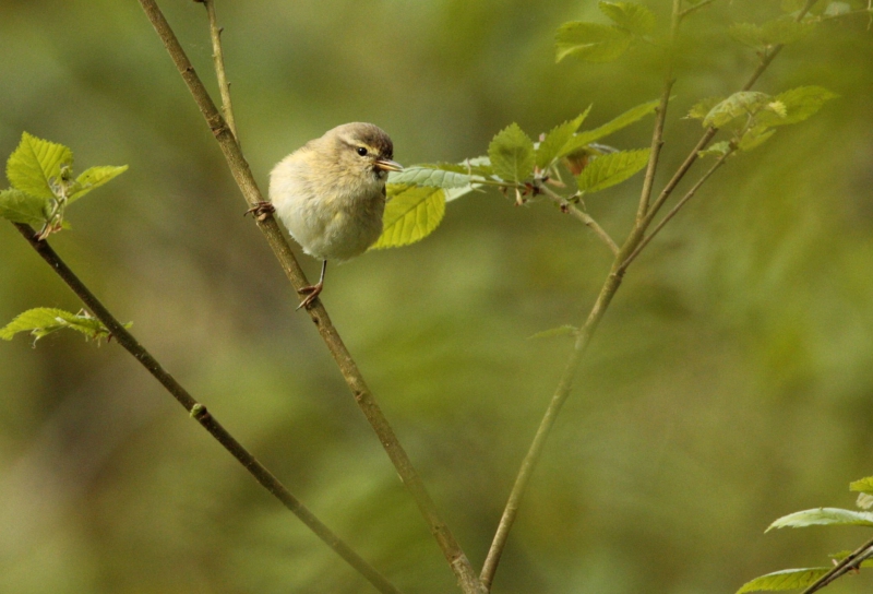 Photo Oiseaux