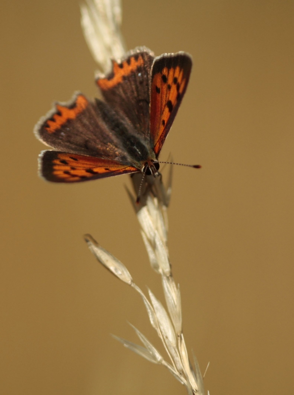 Photo Insectes