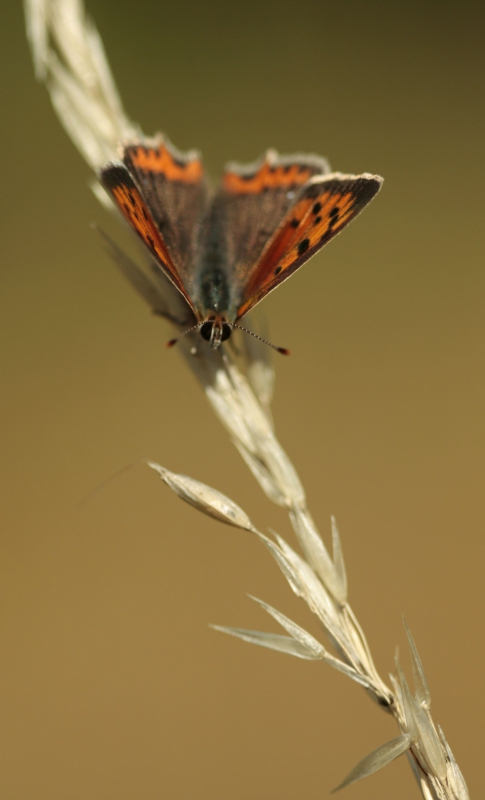 Photo Insectes