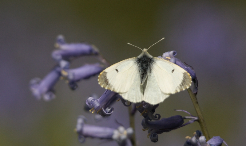 Photo Insectes