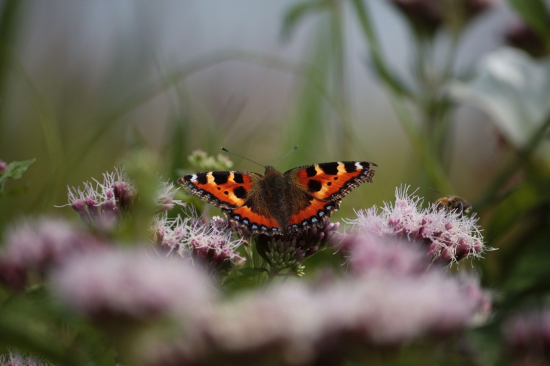 Photo Insectes