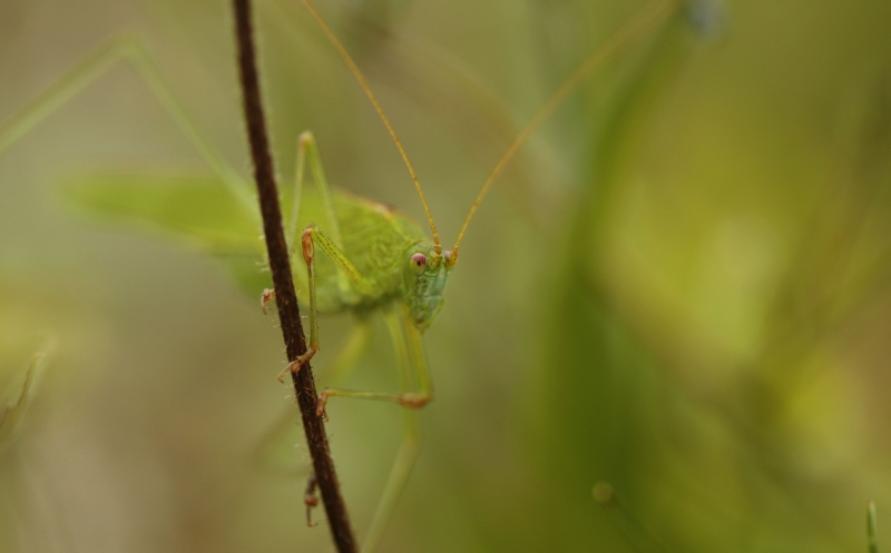 Photo Insectes