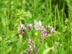 Insectes