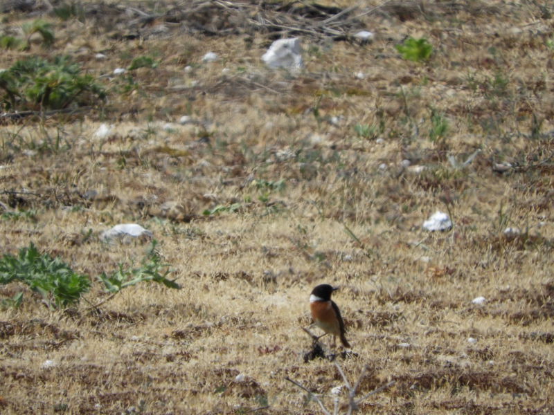Photo Oiseaux tarier pâtre