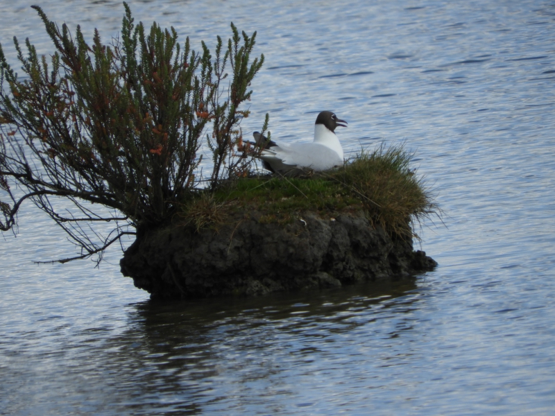Photo Oiseaux