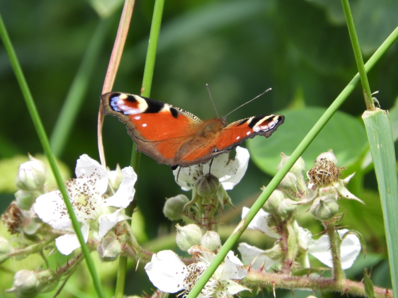 Photo Insectes