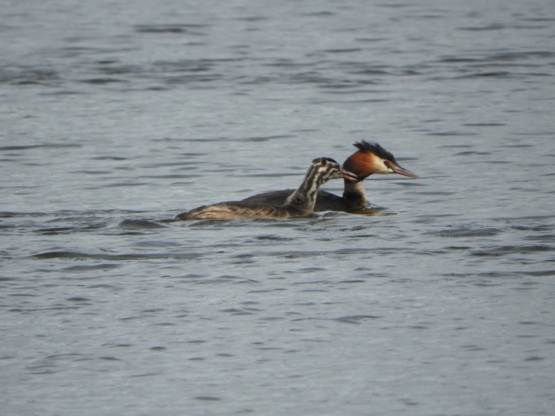 Photo Oiseaux Grèbe huppé et sa progeniture