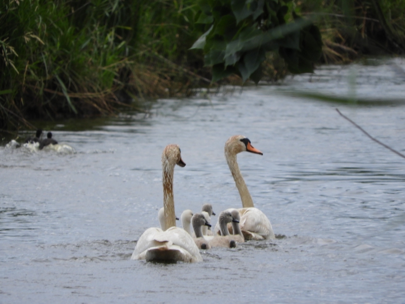 Photo Oiseaux Couple cygnes avec leur progéniture